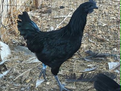 Ayam Cemani Cockerels