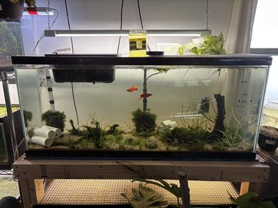 55 Gallon Aquarium