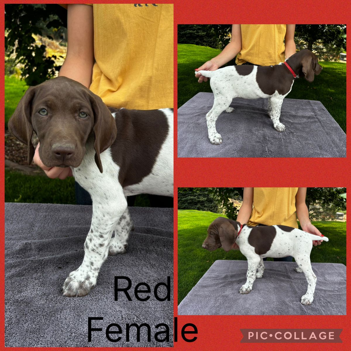 AKC German Shorthair Pointer