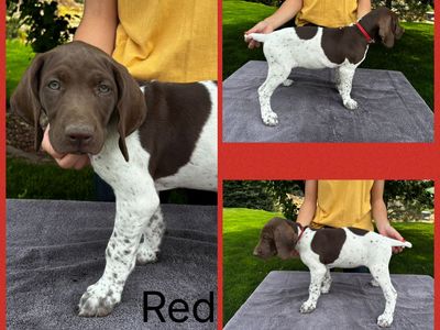 AKC German Shorthair Pointer