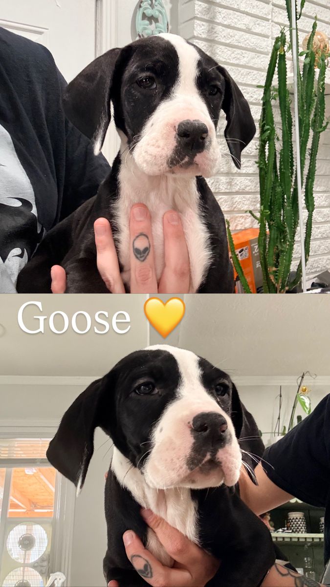 Great Dane/Bulldog Pointer Mix