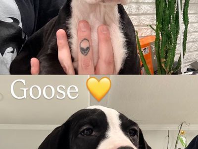 Great Dane/Bulldog Pointer Mix