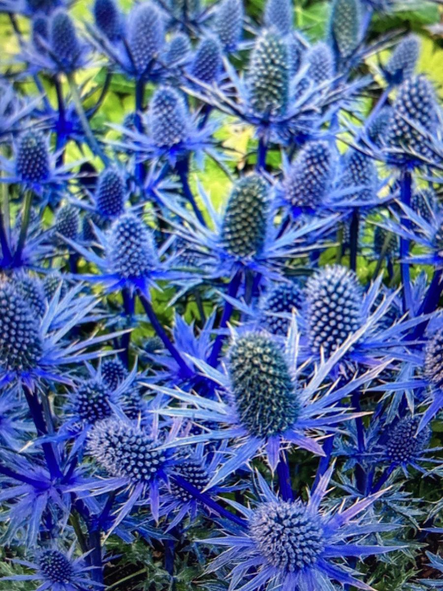 Sea Holly Flowers