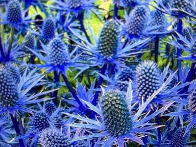 Sea Holly Flowers