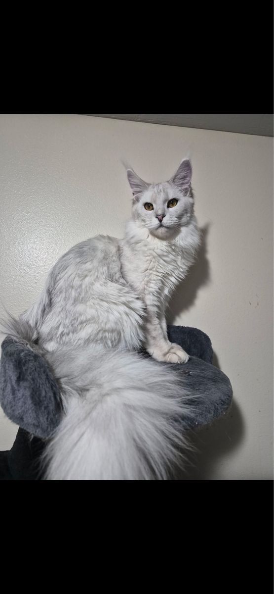 Future Maine coon kittens