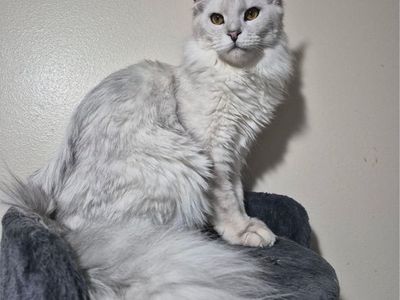 Future Maine coon kittens