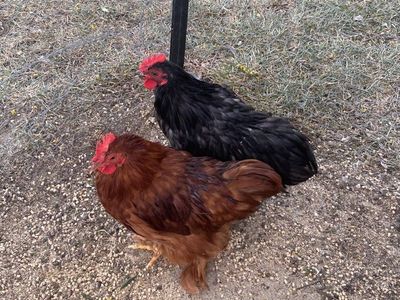Roosters