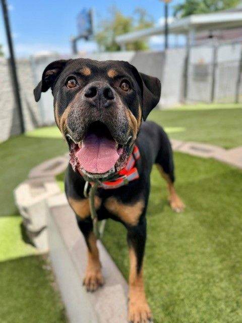 A158063 Josh, Available for Adoption