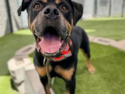 A158063 Josh, Available for Adoption