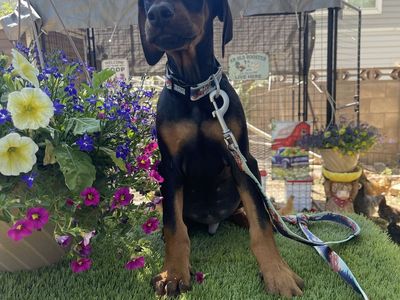 Euro Doberman Puppies