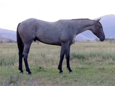 AQHA Blue Roan 2 Yr Old Gelding