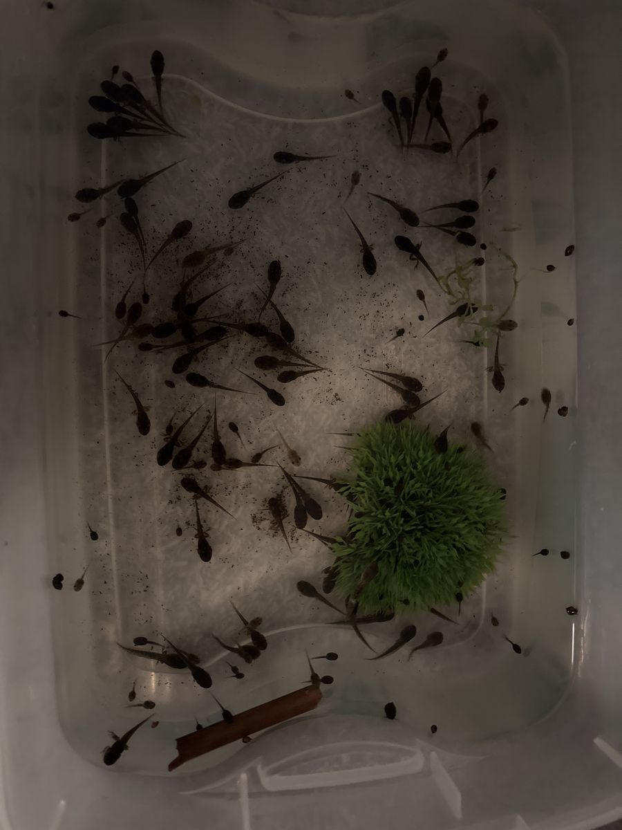 Baby Chorus Frog Tadpoles & Froglets FOR SALE🫧