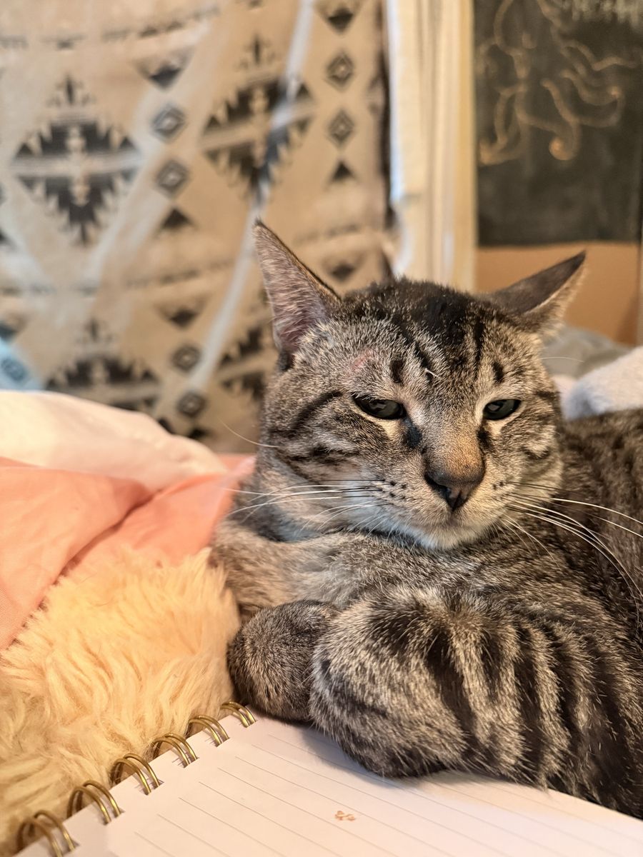 Domestic Shorthair Tabby Cat - Domestic Pet Rehoming
