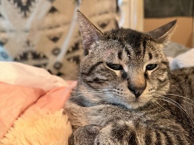 Domestic Shorthair Tabby Cat - Domestic Pet Rehoming