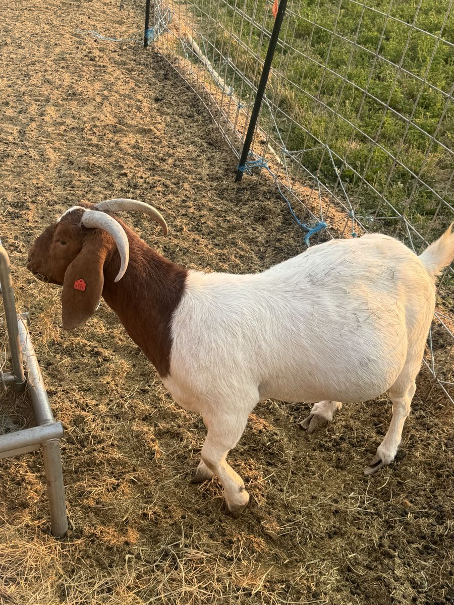 Show Boer Does
