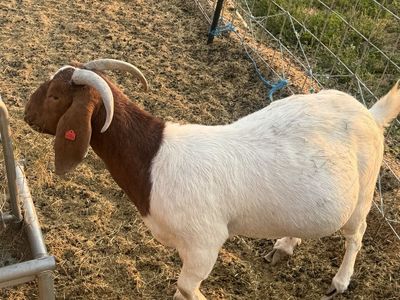 Show Boer Does