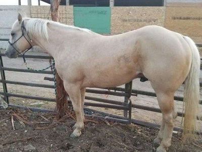 AQHA REGISTERED Palomino Stallion