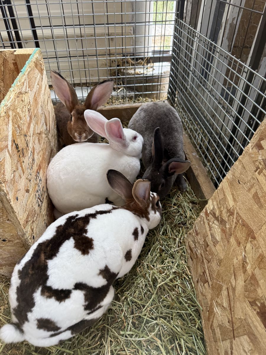 Rex Bunnies