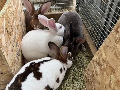 Rex Bunnies