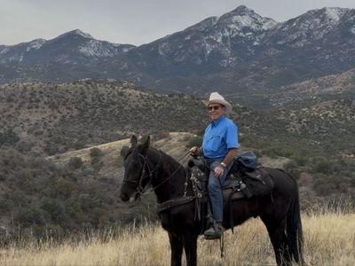 Registered TWH 3-Year-Old Bay Gelding - 15.3 H, Great Trail Horse, Pleasant Temperament