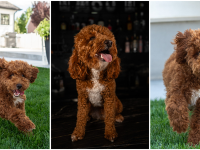 Deep Red F1B Mini Goldendoodle Stud | Health Tested | $1,000 +Bonus Package Included