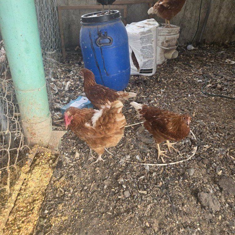 10 Laying Chickens,
