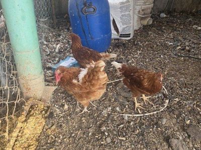 10 Laying Chickens,