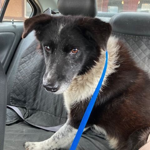 Hello my name is Loafie