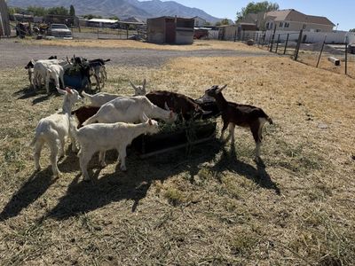 Doelings and bucklings for sale