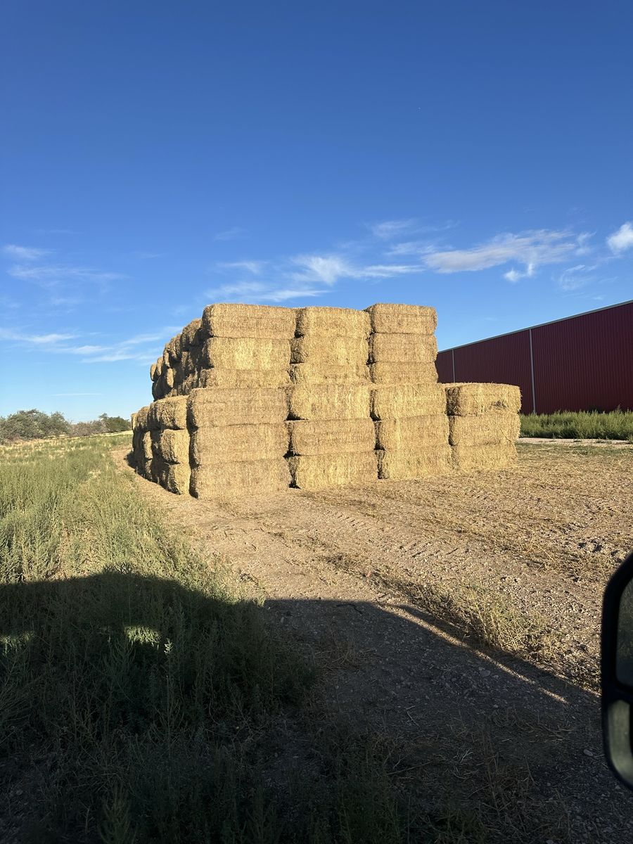 350 Bales of Straw Kochia Mix