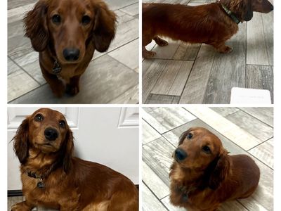 AKC Mini Dachshund *STUD*