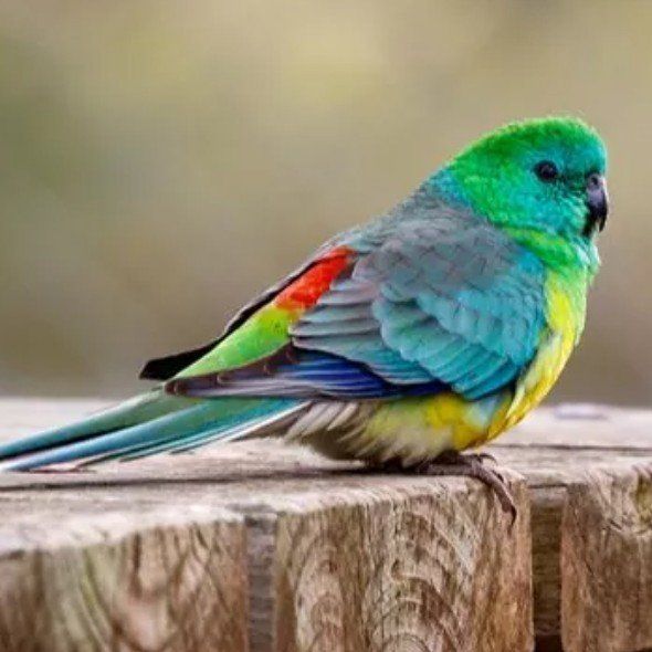 RED RUMP PARAKEET FOR SALE