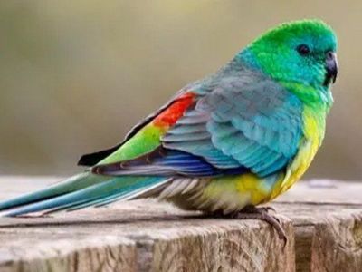 RED RUMP PARAKEET FOR SALE