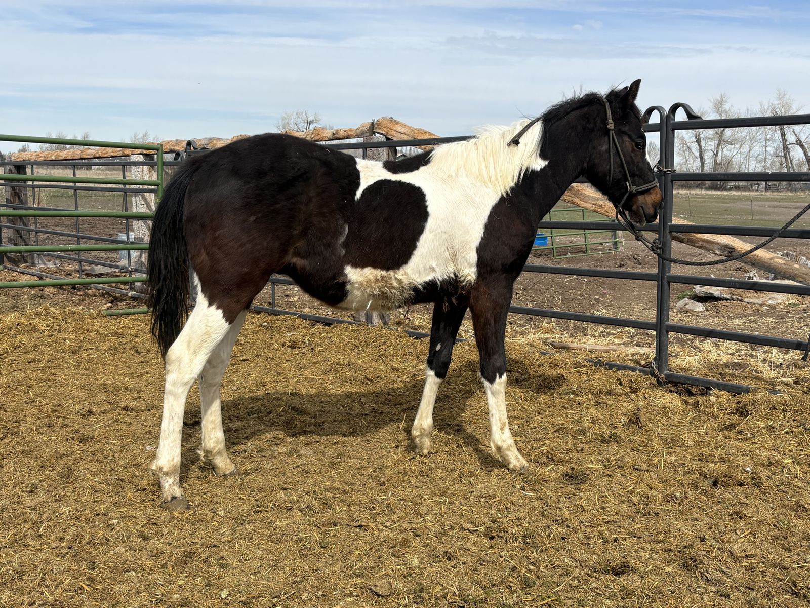 2025 APHA Black Stud Colt