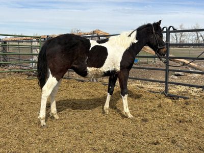 2025 APHA Black Stud Colt