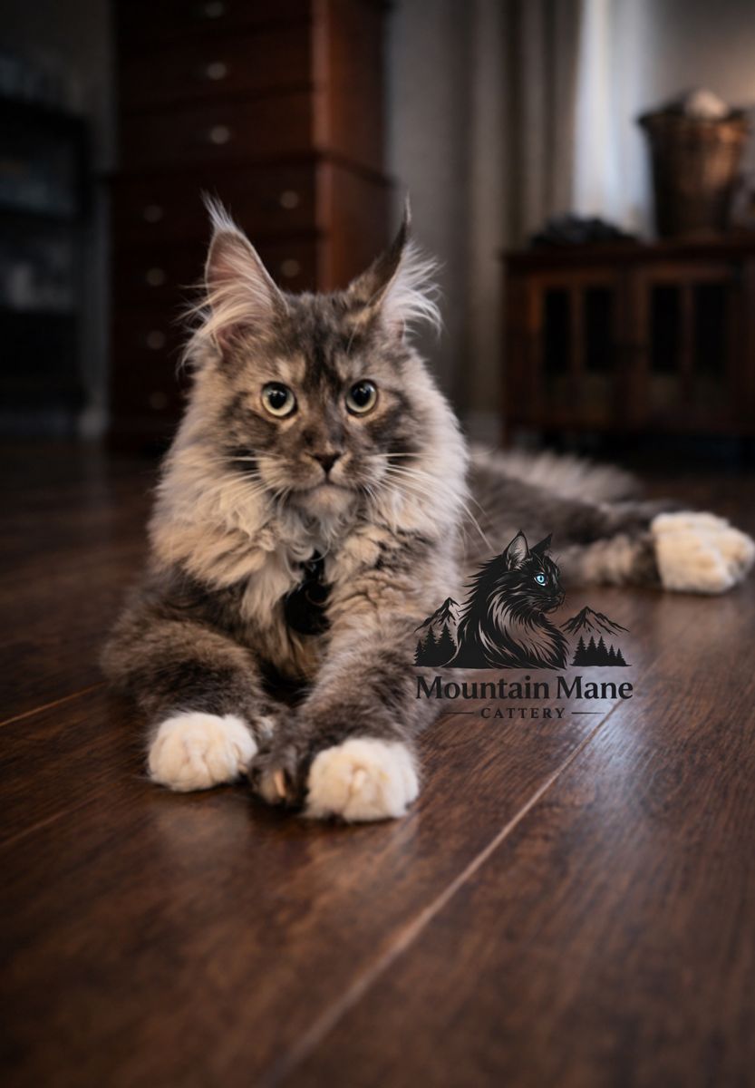 European Maine Coon  Stud Service Cat Mainecoon