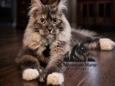 European Maine Coon Stud Service Cat Mainecoon