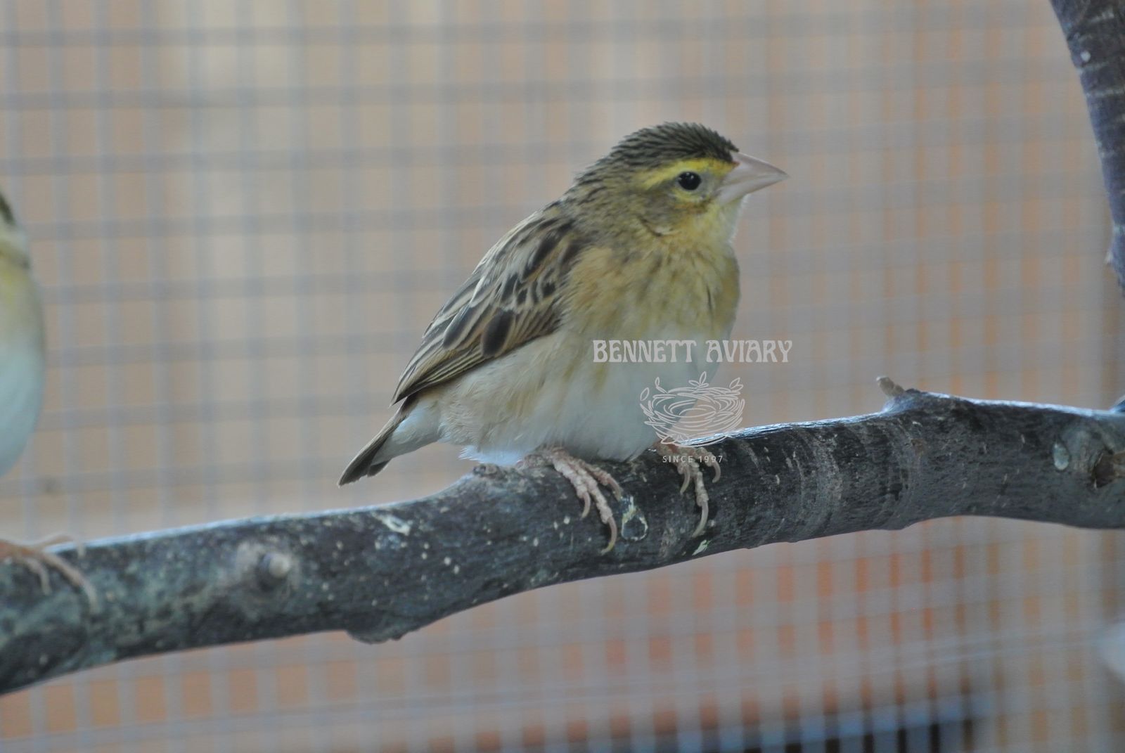 Female Red Bishop Weaver