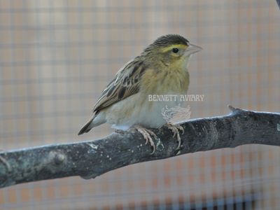 Female Red Bishop Weaver
