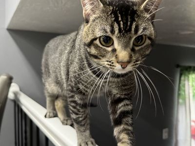 Pet cat