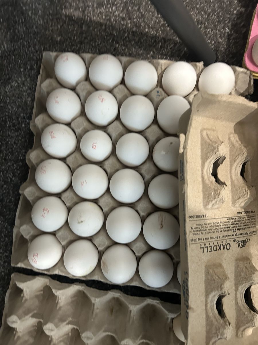 Zombie hatching eggs 