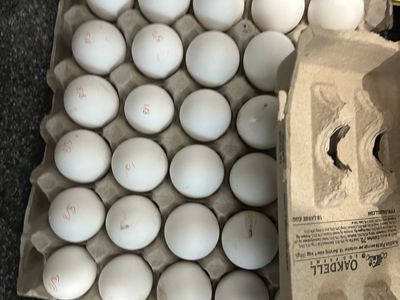 Zombie hatching eggs