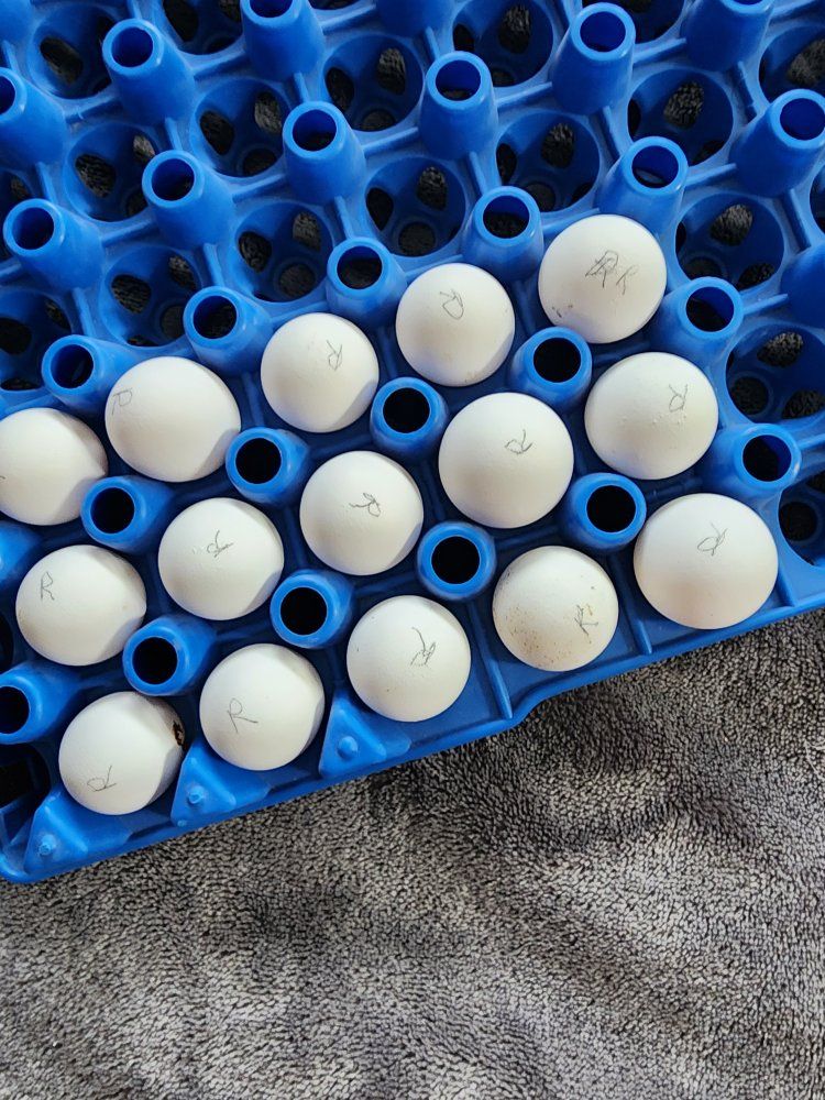 Eggs - Tennessee Red Quail