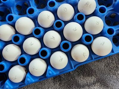 Eggs - Tennessee Red Quail