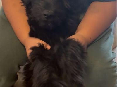 Beautiful Black Fluffy golden doodle and shepherd husky mix.