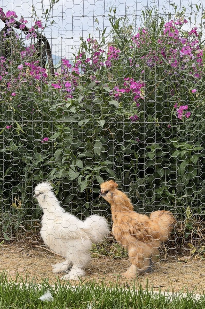 FREE white Bantam Silkie Rooster