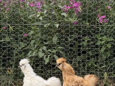 FREE white Bantam Silkie Rooster