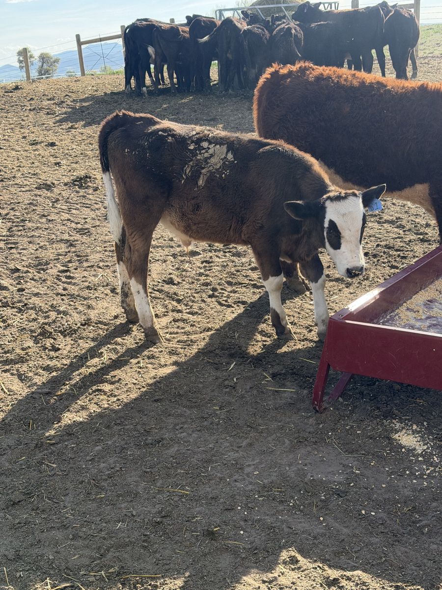 350 Pound Grass Steer