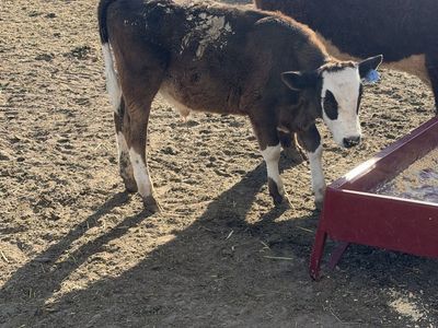 350 Pound Grass Steer