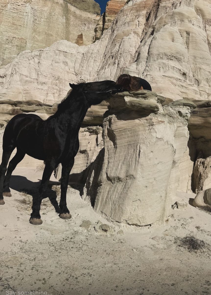 5 yr old Percheron Gelding